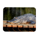 Search for amphibian magnets Wildlife