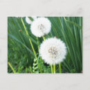 Search for puff postcards Dandelion