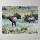 Search for wapiti posters Colorado