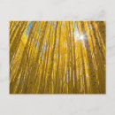 Search for national river postcards Forest