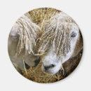 Search for ewes magnets Farm animal