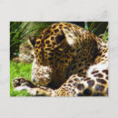 Search for zoo leopard postcards Cats