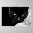 Search for black cat photography Pretty
