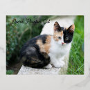 Search for pet announcement postcards Funny