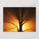 Search for light ray postcards Rays