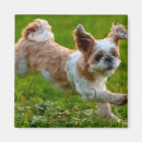Search for shih magnets Dog