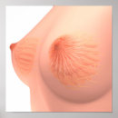 Search for female anatomy posters Organ