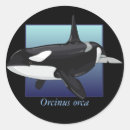 Search for cetaceans stickers Killer whale