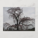 Search for sakura postcards Kyoto