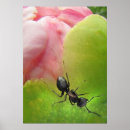 Search for ant posters Peony