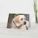 Search for labrador fathers day cards Yellow lab
