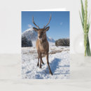 Search for scotland christmas cards Animal