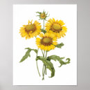 Search for vintage sunflower posters Antique