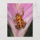 Search for dart postcards Wildlife