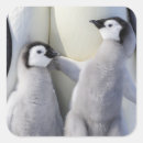 Search for emperor penguin chick stickers Antarctica