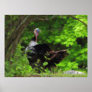Search for wild turkeys posters Thanksgiving