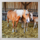 Search for stable posters Animal