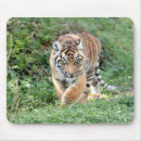 Search for tiger cat mousepads Snow