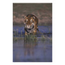 Search for carnivorous art Big cat