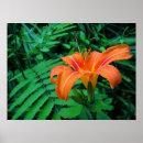 Search for tropical flowers posters Orange