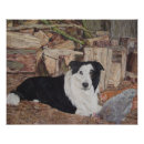 Search for border collie posters Farm dogs
