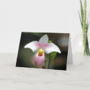 Search for white orchids cards Photography