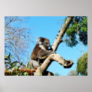 Search for koala bear posters Photography