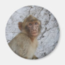 Search for gibraltar magnets Monkey