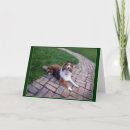 Search for cute sheltie cards Puppy