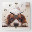 Search for doggy clocks Puppy