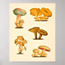 Search for vintage botanical mushrooms posters Fungus