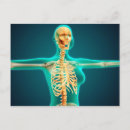 Search for rib postcards Vertebra