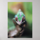 Search for panther chameleon posters Animal