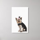 Search for studio pet supplies Front view