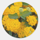 Search for bright yellow flower stickers Colourful