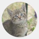 Search for tabby kitten stickers Cute