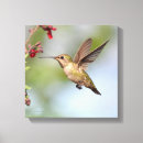 Search for hummingbird canvas prints Animals