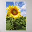 Search for sunflower summers posters Nature