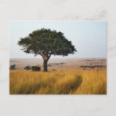 Search for masai mara postcards Kenya