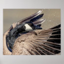 Search for canada goose posters Nature