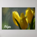 Search for yellow flower posters Tulip