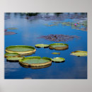Search for lilypad posters Serene