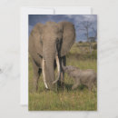 Search for african nations cards Elephant calf