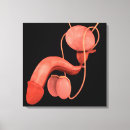 Search for phallus Organ