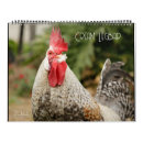 Search for backyard office supplies Chickens