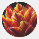 Search for yellow parrot stickers Nature