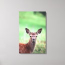 Search for four animals canvas prints Outdoors