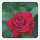 Search for close up stickers Rose