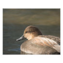 Search for dabble posters Wildlife