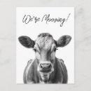 Search for cow moving announcement cards New address